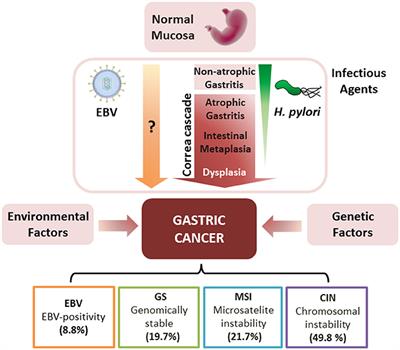 Role of microRNAs and Exosomes in Helicobacter pylori and Epstein-Barr Virus Associated Gastric Cancers